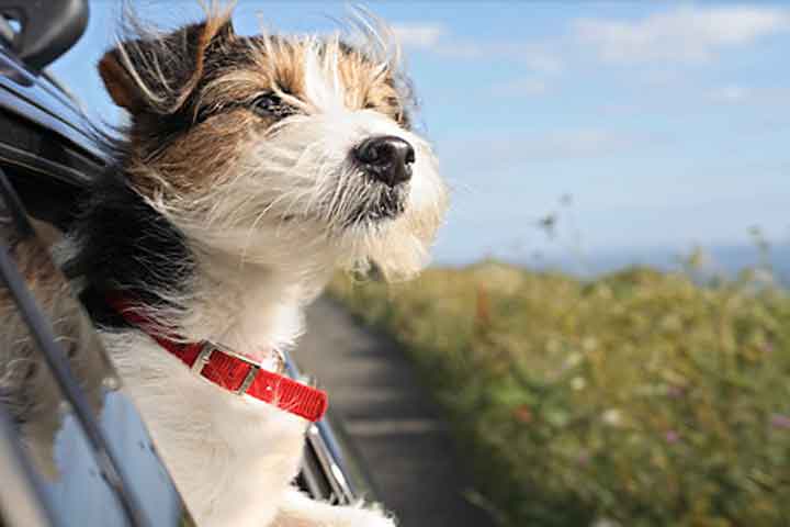 avidog-blog-how-safe-riding-car