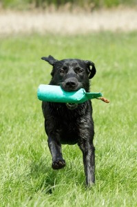 Running and playing again