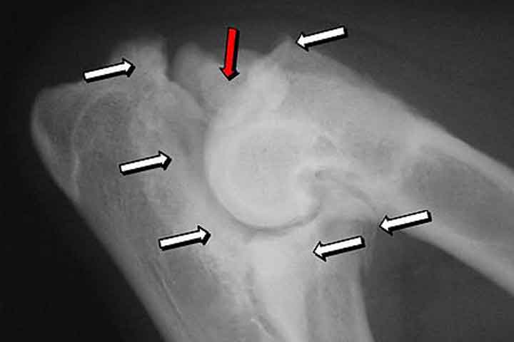 canine-elbow-displasia-xray Canine elbow displasia xray
