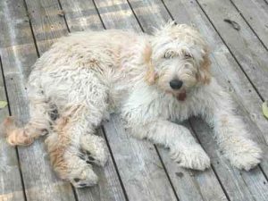 Goldendoodles need annual eye exams, too!