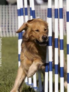 Goose doing what he loves – Agility!