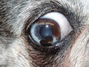 Most uveal cysts can be found on annual eye exams