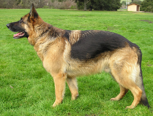 Overweight dog