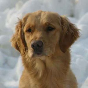 golden retriever puppy eyes