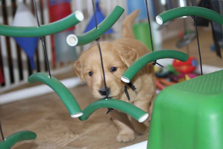 Puppy playing in Adventure Box
