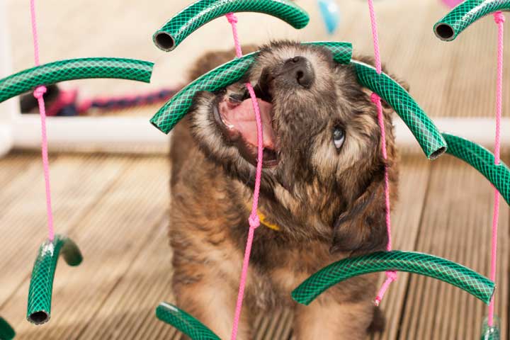 Puppy playing in Adventure Box