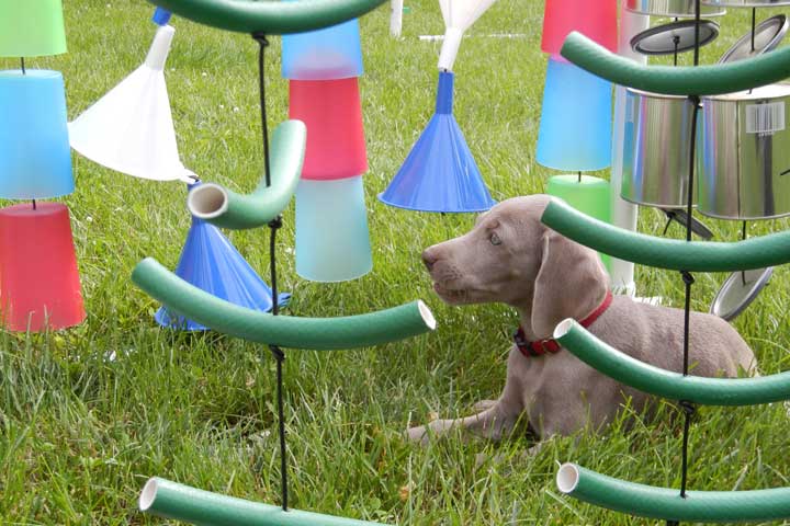 adventurebox-photo-4 Puppy playing in Adventure Box
