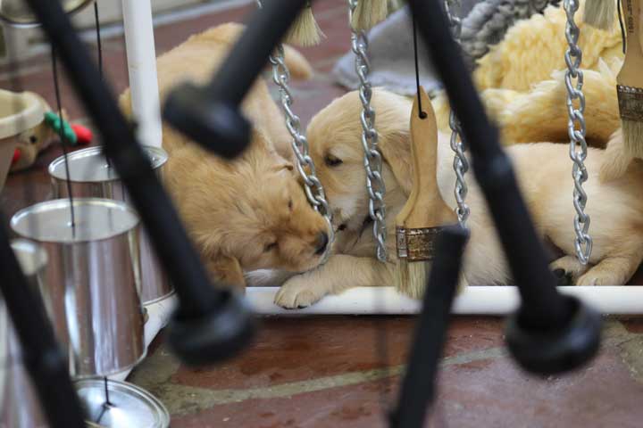 Puppy playing in Adventure Box