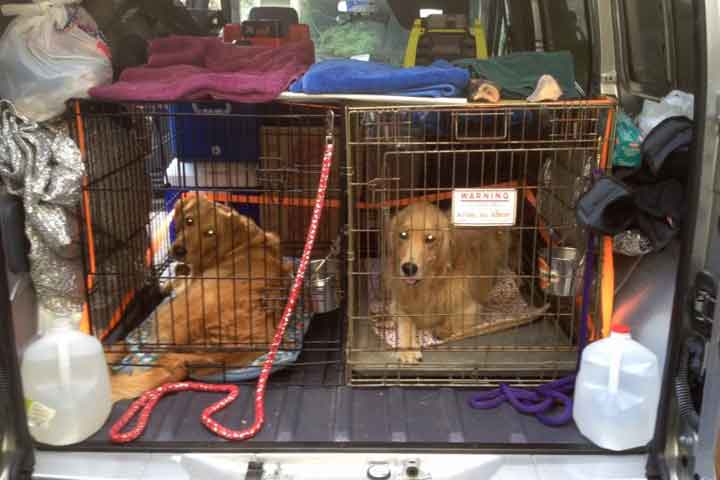 blog-hero-tips-travelling-with-your-dog