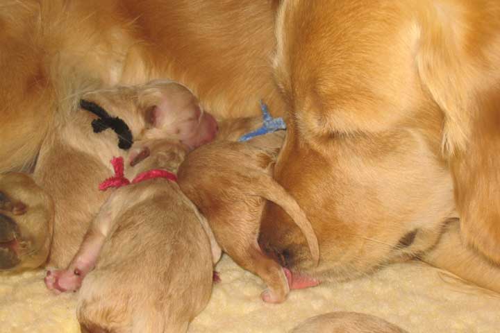 blog-hero-might-dog-dads-contribute-dna
