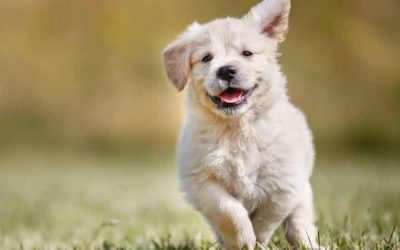 How Much Exercise Do Puppies Need?