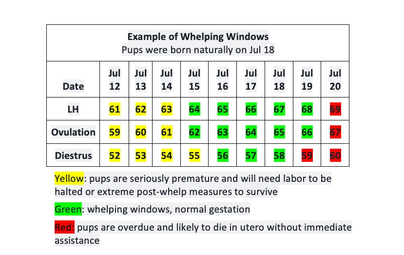 Dogs Don T Have Due Dates They Have Whelping Windows Avidog University