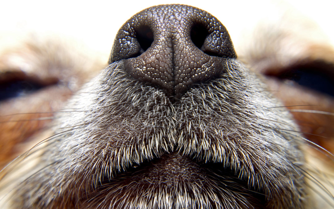 Want to Make Your Dog More Optimistic?