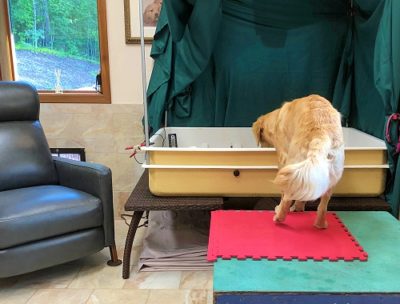 Our New Puppy Room and Tools