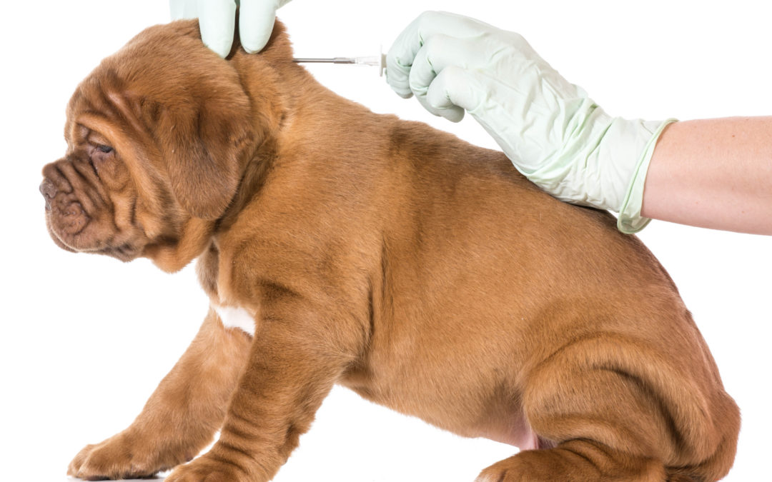 Puppy Vaccinations—The Rest of the Story
