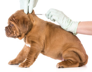 when are puppies vaccinated for parvo