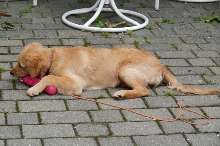 blog-avidog-tagline