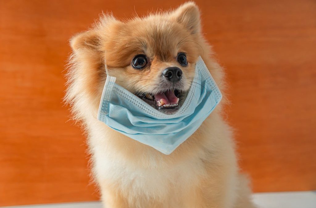 Puppy Socialization in the Age of Coronavirus