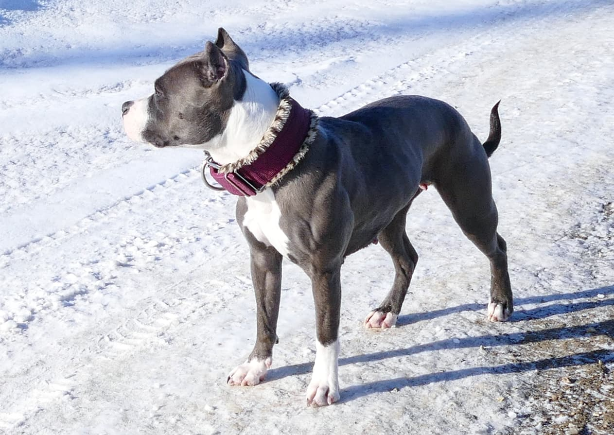 KALI