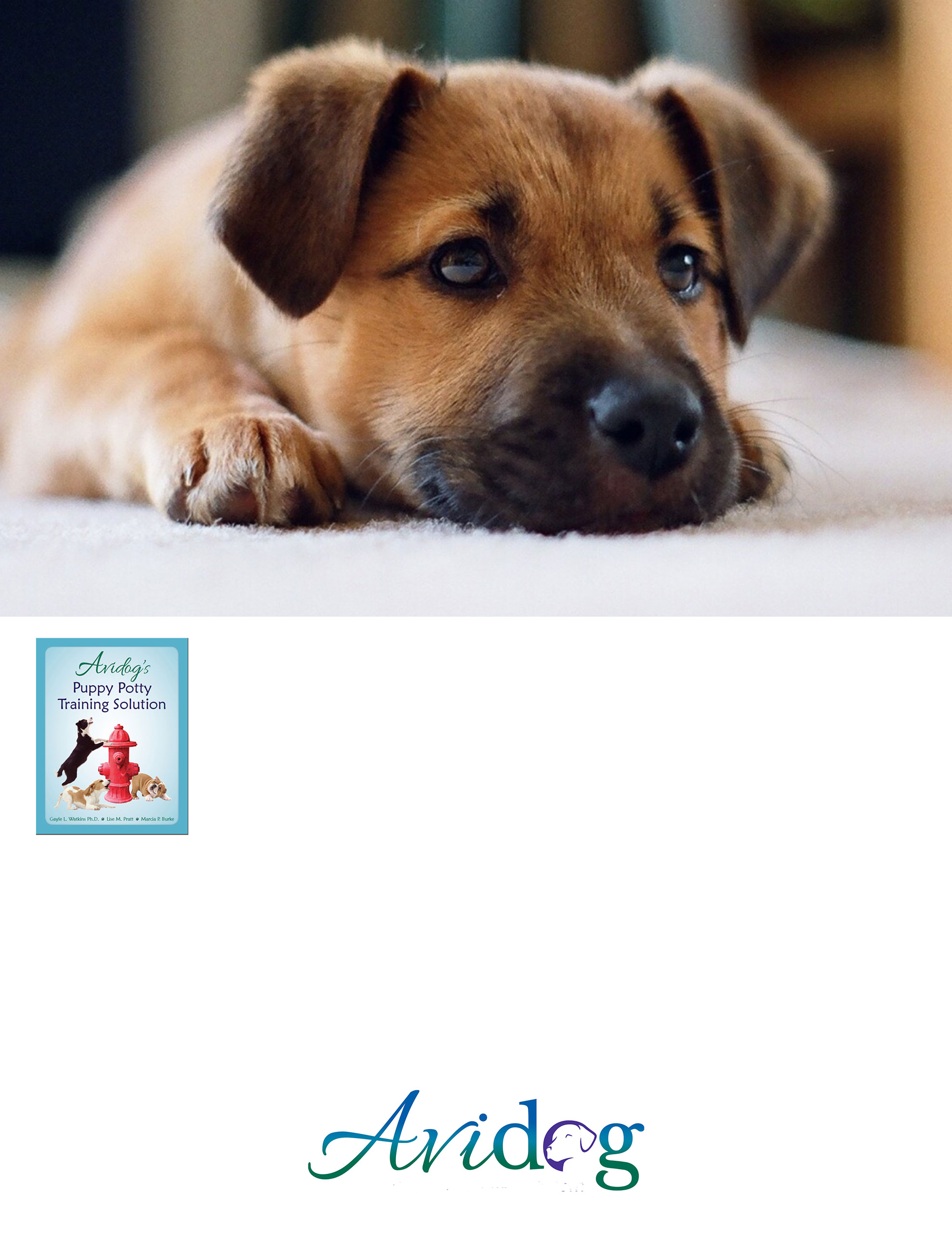 potty training for puppies near me